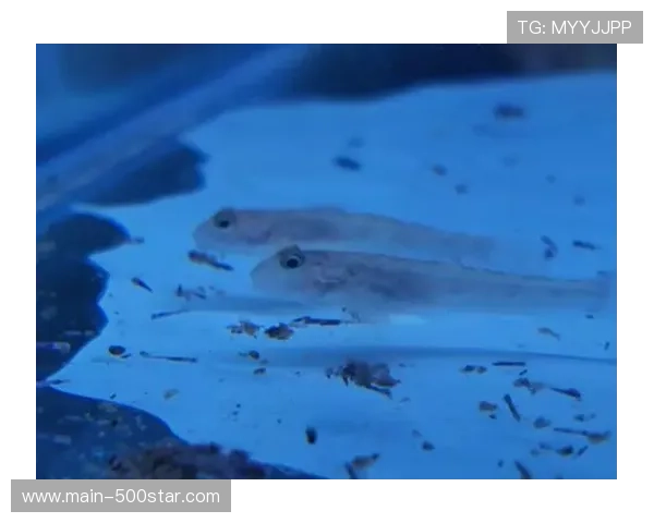 残阵枪手客战“蜂巢”，阿尔特塔战术智慧迎考验